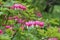 Many bright pink flowers Dicenters or Heart flowers beautiful Latin DicÄ“ntra formÅsa against the backdrop of lush greenery in